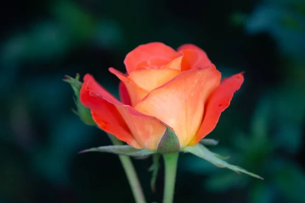 Rose Bright Orange Color Close Garden — Stock Photo, Image