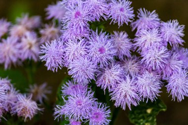 Ageratum Gauston, Ageratum Meksikalı veya Dolgotsvetka, Astrov ailesinin daimi bitkisidir..