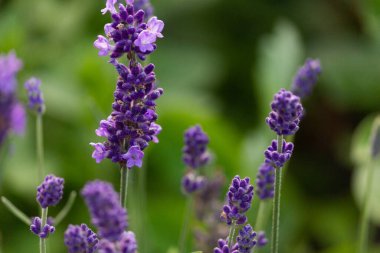 Lavanta çiçekleri. Yakın plan. Valensol yakınlarındaki Fransız Provence 'deki lavanta tarlalarında bir buket güzel kokulu çiçek.