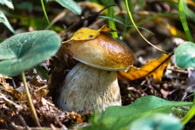 Beyaz mantar ya da boletus - Borovik cinsinden bir mantar.
