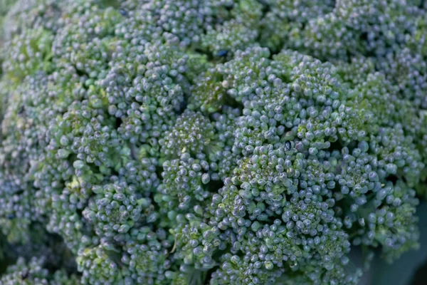 Broccoli Verdi Primo Piano Verde Brillante Salute Broccoli Cibo Verde — Foto Stock