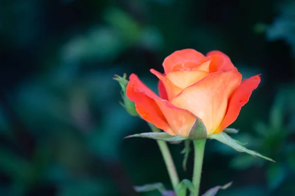 Rose Bright Orange Color Close Garden — Stock Photo, Image