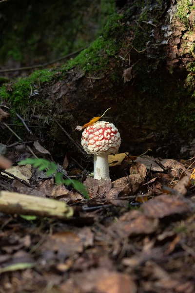 Fly Agaric Amanta Género Hongos Lamelares Micorrícicos Familia Amanitaceae — Foto de Stock