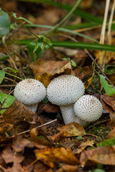 Mushroom Raincoat Género Hongos Familia Champignon Anteriormente Pertenecía Familia Raincoat —  Fotos de Stock