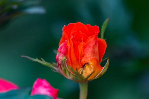 Róża Jasnopomarańczowy Kolor Zbliżenie Ogrodzie — Zdjęcie stockowe