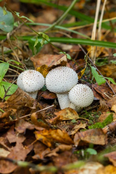 Mushroom Raincoat Género Hongos Familia Champignon Anteriormente Pertenecía Familia Raincoat — Foto de Stock