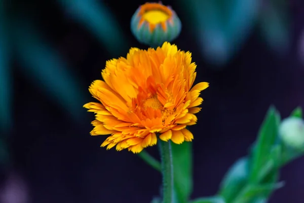 Marigolds Tagetes Erecta Mexikanska Ringblommor Aztekiska Ringblommor Afrikanska Ringblommor Närbild — Stockfoto