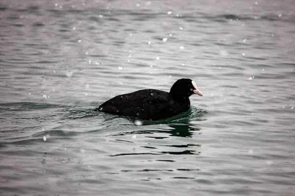 Black Coot Duck Swims Waves Black Sea Winter Snowing — Stock Photo, Image