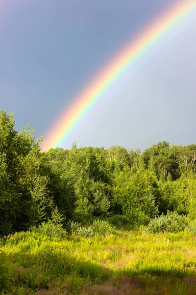 Rainbow forest Images - Search Images on Everypixel