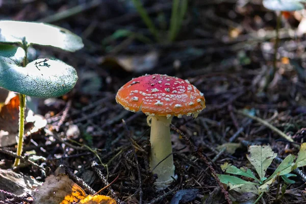 Amanta Est Genre Champignons Lamellaires Mycorhiziens Famille Des Amanitaceae — Photo