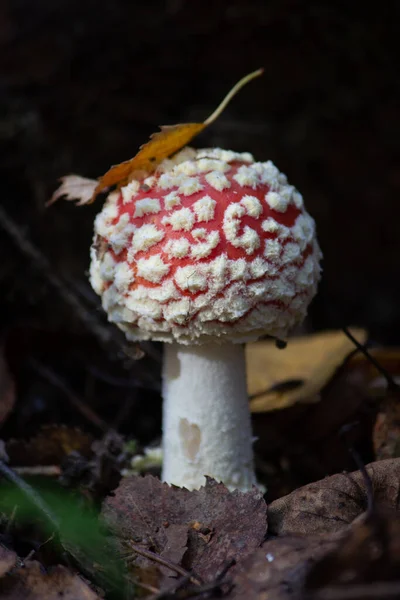 Fly Agaric Amanta Ett Släkte Mykorrhizal Lamellära Svampar Familjen Amanitaceae — Stockfoto