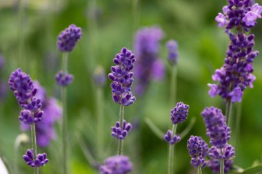 Lavanta çiçekleri. Yakın plan. Valensol yakınlarındaki Fransız Provence 'deki lavanta tarlalarında bir buket güzel kokulu çiçek.
