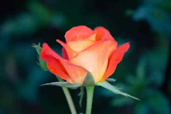 Rose Bright Orange Color Close Garden — Stock Photo, Image