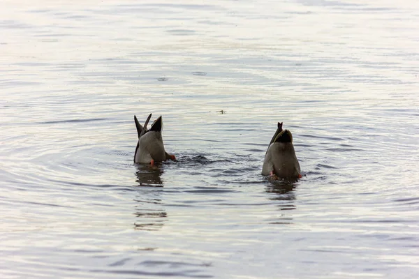 Vahşi Ördekler Mallard Ördeği Sonbaharda Deposunda Yüzer — Stok fotoğraf