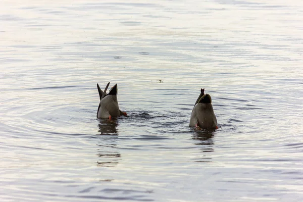 Wildenten Stockente Schwimmt Herbst Stausee — Stockfoto