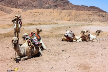 Mısır, Kahire, çöldeki develer. Karavan. Gezinti. Afrika Tatili.