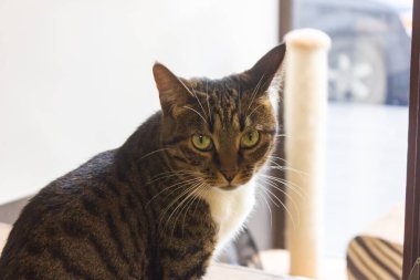 Sarı gözlü bir kedinin yakın plan portresi.