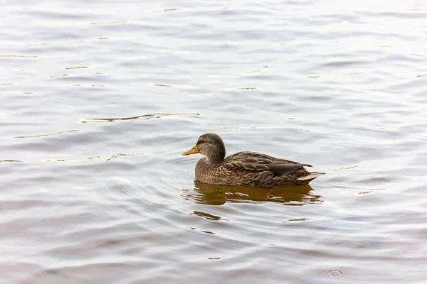 Vahşi Ördekler Mallard Ördeği Sonbaharda Deposunda Yüzer — Stok fotoğraf