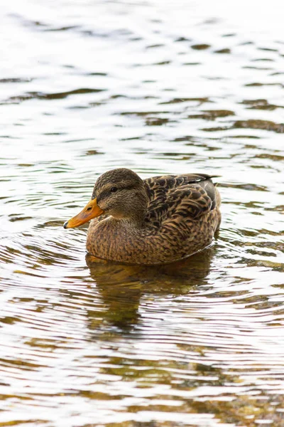 Patos Salvajes Mallard Pato Nadar Embalse Otoño — Foto de Stock