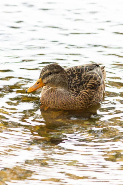 Patos Selvagens Patos Reais Nadam Reservatório Outono — Fotografia de Stock