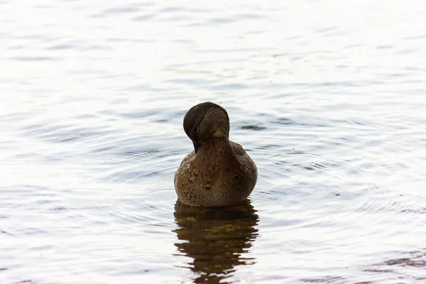 Vahşi Ördekler Mallard Ördeği Sonbaharda Deposunda Yüzer — Stok fotoğraf