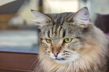 Sarı gözlü bir kedinin yakın plan portresi.