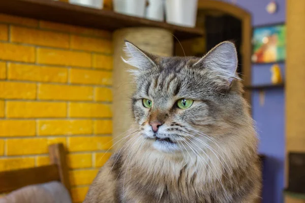 Nahaufnahme Porträt Einer Katze Mit Gelben Augen — Stockfoto