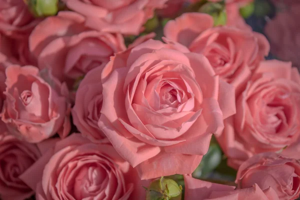 Rosas rosadas... Flores — Foto de Stock