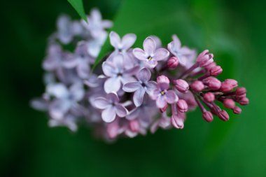  Çiçek açan leylak çiçekleri 
