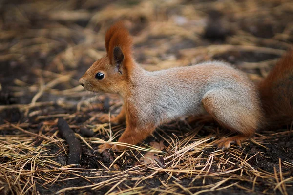 Tierisches Eichhörnchen in Nadeln — Stockfoto