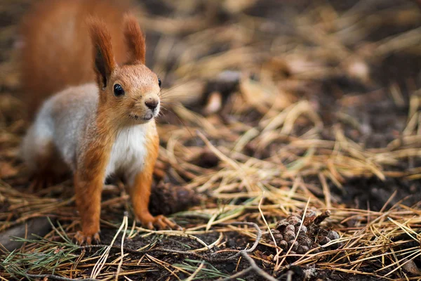 Animal  Squirrel in needles — Stock Photo, Image