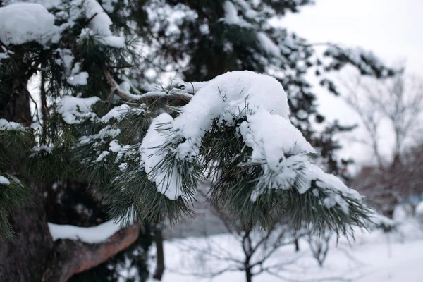 Havas fenyő ága눈 덮인 소나무 지점 — 스톡 사진