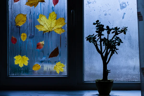 Herbstblätter am Fenster — Stockfoto