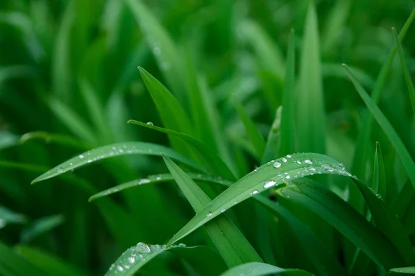 Water op groen gras — Stockfoto