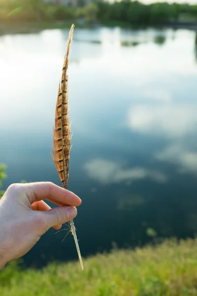 Mano sosteniendo una pluma en el fondo del río —  Fotos de Stock