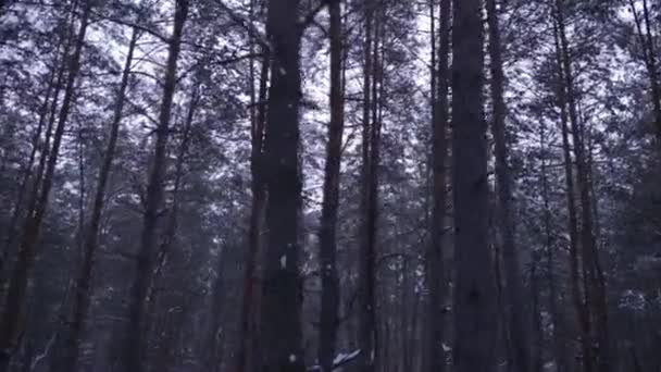 Marcher dans le bois. Pin dans la forêt enneigée d'hiver. Steadicam shot . — Video