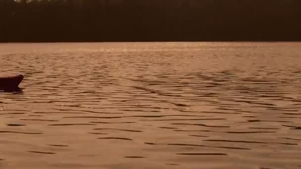 L'uomo pagaia canoa nel fiume all'alba — Video Stock