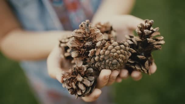 Горсть сосновых шишек в маленьких руках девушки — стоковое видео