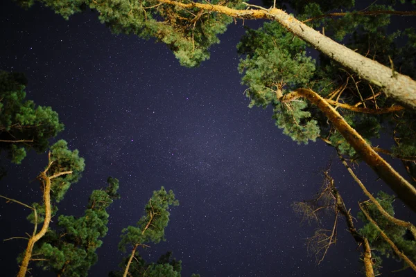 gece gökyüzü üzerinde çamlar arasında yıldız ararken