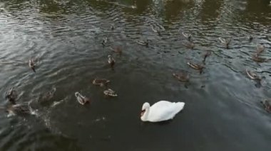 İlk kişi görünümü bir gölette kuğu ve birçok ördek ekmek atma-