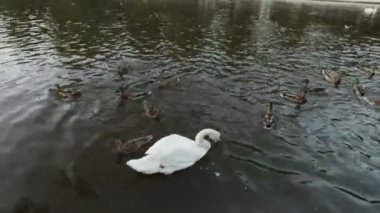 İlk kişi görünümü bir gölette kuğu ve birçok ördek ekmek atma-