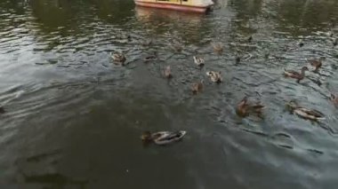 İlk kişi görünümü - birçok ördek gölet ekmek atma