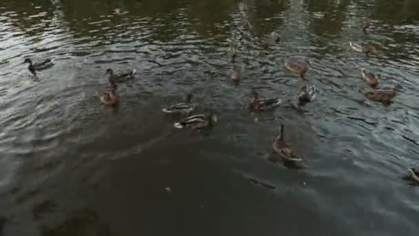 Πρώτο πρόσωπο θέα - ρίχνουν ψωμί σε πολλές πάπιες σε μια λιμνούλα — Αρχείο Βίντεο