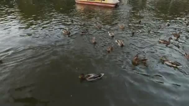 Vue à la première personne - jeter du pain sur de nombreux canards dans un étang — Video