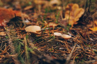 Ormandaki mantar mantarları