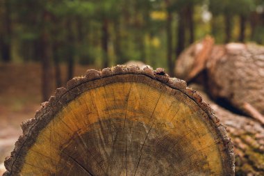 Tahtadaki kereste kütük bölümünün yüzey dokusu