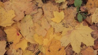 Sonbahar yaprakları toprakta