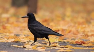 Sonbahar yapraklarında kale