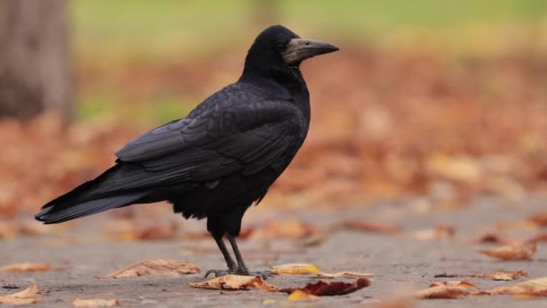 Toren in herfstbladeren — Stockvideo