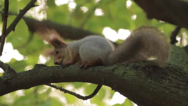 Écureuil sur une branche d'arbre — Video